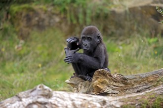 Western gorilla (Gorilla gorilla), imposing behaviour, threatening, young animal, tree