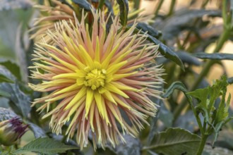 Cabana Banana Cactus Dahlias blooming in a public garden. Close-up dahlias, daylight. Selestat, Bas