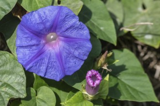 Black bindweed (Ipomoea tricolor), Sicily, Italy, Europe