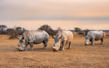 Southern white rhinoceros (Ceratotherium simum simum), three rhinos at sunset, Khama Rhino