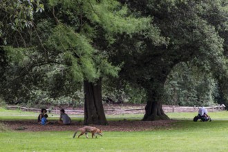 Red fox (Vulpes vulpes) in the park near people sitting under trees, Royal Botanic Gardens (Kew