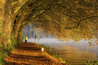 Autumn colours on the Platanen Allee, Hardenberg Ufer, lakeside path on Lake Baldeney, near Haus