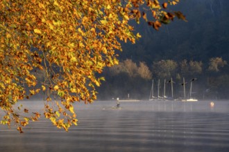 Sunrise, autumn atmosphere at Lake Baldeney, near Haus Scheppen, in Essen, rower, swan, North