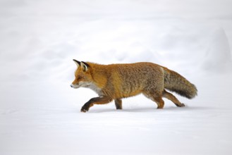 Red fox (Vulpes vulpes) hunting in the snow in winter