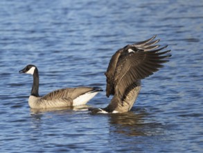 Canada Geese (Branta canadensis), a pair on a lake, the male or gander standing up in the water and