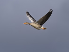 Graugans (Anser anser), Vogel im Flug, über dem Naturschutzgebiet Mokbaai, auf der Insel Texel,