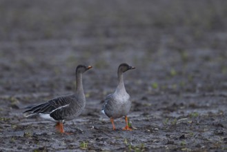 Bean goose, Bean goose (Anser fabalis), Texel, Netherlands