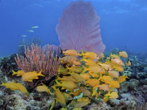 A large school of yellow fish, French grunt (Haemulon flavolineatum), in a lively underwater