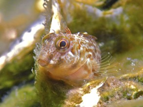 Close-up of a small fish, algae blenny (Parablennius marmoreus), blenny, with detailed skin