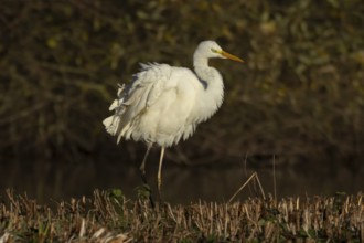 Great white egret (Ardea alba) adult bird shaking its feathers on an island in a lake, Suffolk,