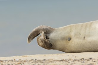 Grey seal (Halichoerus grypus) adult animal close up of its hind flippers, Norfolk, England, United