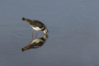 Northern Lapwing (Vanellus vanellus) adult bird feeding in a shallow lagoon, England, United