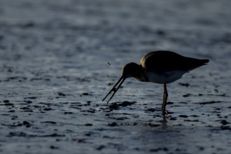 Black tailed godwit (Limosa limosa) adult bird feeding on a mudflat, Norfolk, England, United