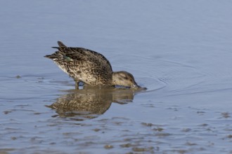 Common teal (Anas crecca) adult female bird feeding in a shallow lake, England, United Kingdom,