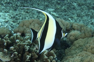 A tropical fish, halterfish (Zanclus cornutus), swimming above a coral reef in clear blue water,