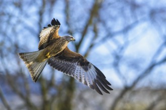 Red Kite, Milvus milvus, bird in flight