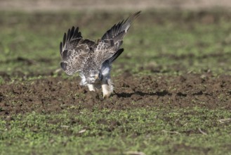 Common buzzard (Buteo buteo), Emsland, Lower Saxony, Germany, Europe