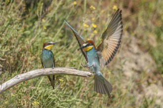 European bee-eaters in courtship display in spring. Europe, Germany, Europe