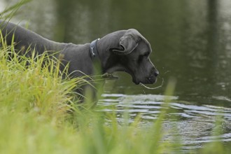 Great Dane, Saupacker, Great Dane