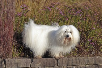 Coton de Tulear, cotton dog, Madagascar, Africa