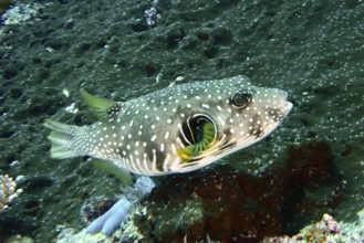 A spotted white-spotted pufferfish (Arothron hispidus) swimming above a green coral reef bottom,