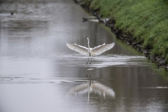 Great White Egret (Ardea alba), Emsland, Lower Saxony, Germany, Europe