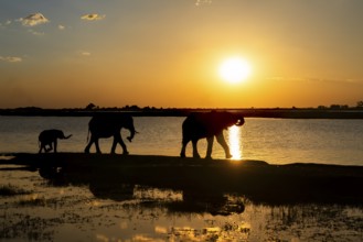 3 elephants, Loxodonta africana, walking along the Chobe River at sunset. The wild animals are a