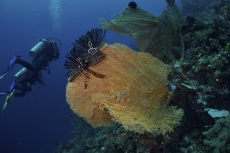 Divers discover large giant fan coral (Annella mollis) with feather star in the underwater world,