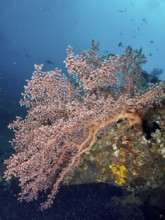 Large pink coral, Godeffroy's soft coral (Siphonogorgia godeffroyi), in the blue water of the sea,