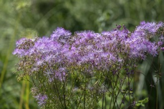 Greater meadow-rue (Thalictrum aquilegiifolium), Münsterland, North Rhine-Westphalia, Germany,