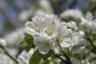 Cherry blossom (Prunus Avium), Close up, Bavaria, Germany, Europe