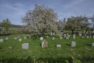 Flowering cherry trees (Prunus avium) in the Jewish cemetery, laid out in 1734, last burial in