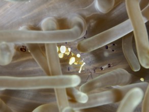 Transparent peacock anemone shrimp (Ancylocaris brevicarpalis) in beige-coloured sea anemone on the