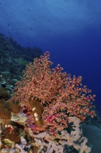 Pink coral formation, Godeffroy's soft coral (Siphonogorgia godeffroyi), in a lively reef