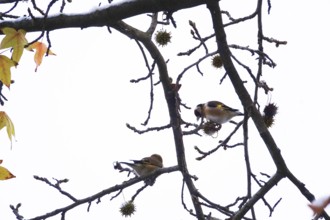 Goldfinches in an amber tree, November, Germany, Europe