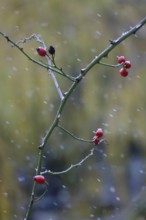 Rosehips and first snow, late autumn, Germany, Europe