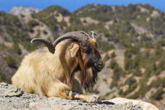 A resting goat with horns lies on rocky ground in a mountainous landscape, goat (s), free-range,