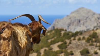 Goat with horns looking at a mountainous landscape with sea view, goat (s), free-range, central