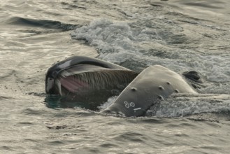 Humpback whale (Megaptera novaeangliae) feeding at the sea surface, Barents Sea, Northeast Iceland,