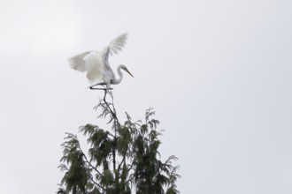 An egret (Ardea alba) balancing elegantly on the top of a tree, Hesse, Germany, Europe