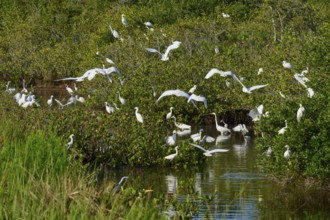 Great Egret (Egretta alba), Great White Egret (Egretta thula), group of birds gathering in a green