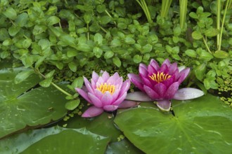 Red and pink water lilies (Nymphaea) on green leaves in a pond, duckweed, pink, Baden-Württemberg,