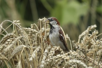 House Sparrow (Passer domesticus) foraging in a wheat field, Allgäu, Bavaria, Germany Allgäu,