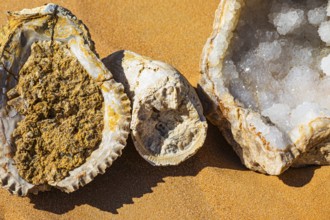 Rudists, tubular fossilised sea shells, Huqf rocky desert, Arabian Peninsula, Sultanate of Oman