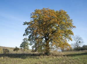 English oak (Quercus robur), solitary tree in a meadow, in autumn with yellow discoloured leaves,