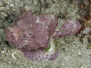 A pink humpback scorpionfish (Scorpaenopsis diabolus) camouflages itself on the sandy seabed, dive