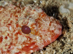 Close-up of the head of a Small red scorpionfish (Scorpaena notata) with prominent red eyes and