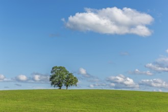 An ash and an oak tree on a hill in the green landscape. Jura, France, Europe