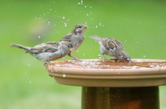 House sparrows (Passer domesticus) standing on a bird bath and drinking water, Lower Saxony,