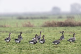 White-fronted Geese (Anser albifrons), East Frisia, Lower Saxony, Germany, Europe